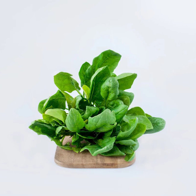 suscipit lobortis